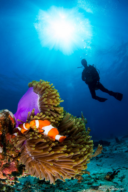 Scuba diver exploring vibrant coral reef in Cebu Philippines — Winning English Academy Scuba Program