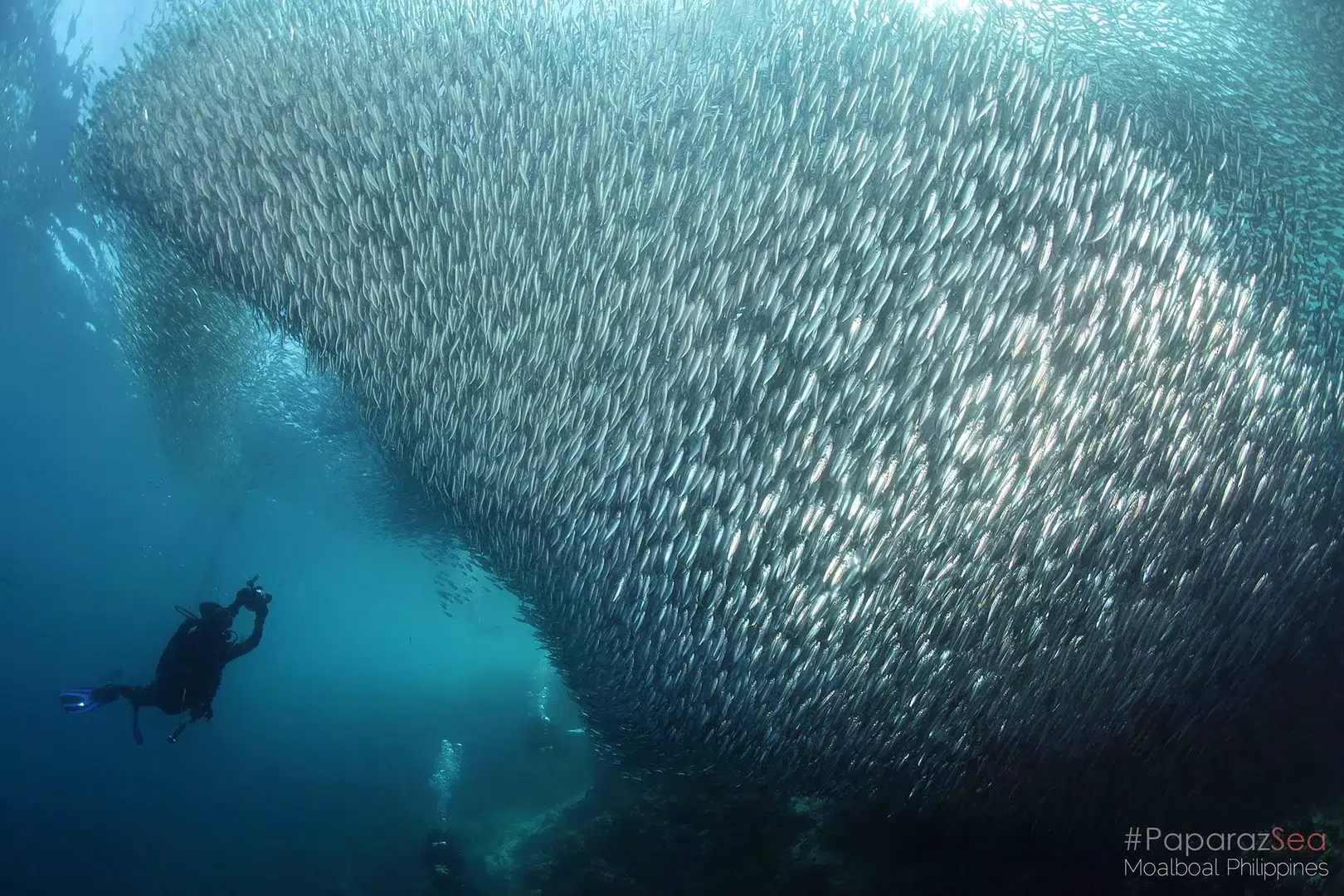 The spectacular sardine run at Moalboal Cebu Philippines